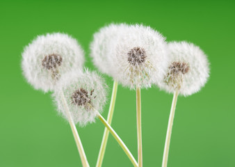 Dandelion on blank green background, beautiful flower, nature and spring concept.