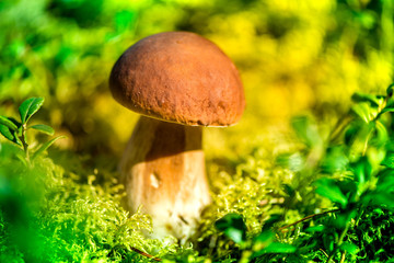 Picking mushrooms and cranberries in forest in early autumn. Last sunny summer days. Mushrooms and...