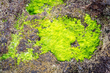 Rock covered in moss while outflow