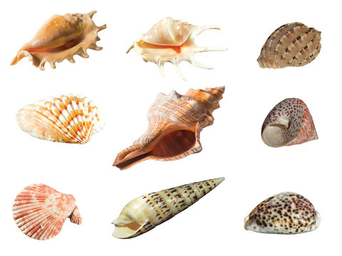 Sea shell isolated on white background