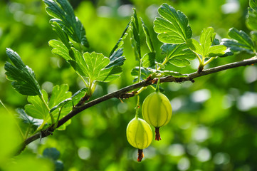Green gooseberry on blurred background closeup macro photo