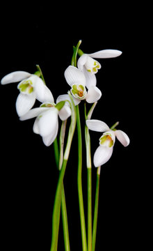 snowdrop flowers on black background