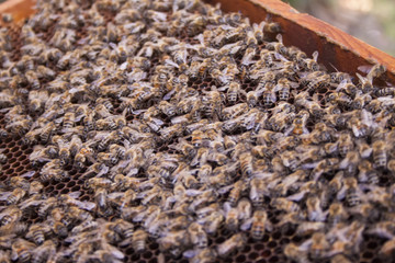 Honeycomb with bees