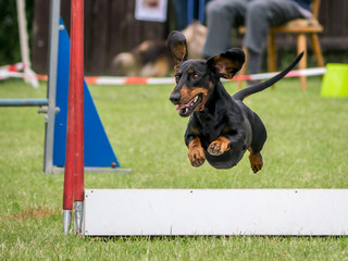 Dachshund 3