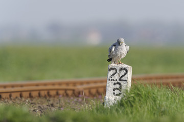 Montagu`s Harrier Circus pygargus - wild adult male in spring scenery