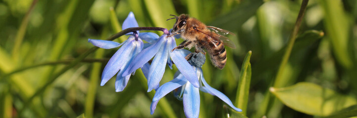 Honeybee in the meadow