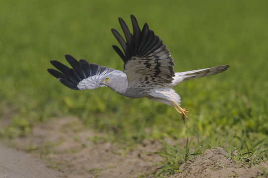 Montagu`s Harrier Circus pygargus - wild adult male in flight in spring scenery