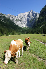 Fototapeta na wymiar Kühe grasen vor dem Jenner im Berchtesgadener Land