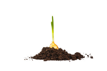 Onion growing on soil island isolated on white background