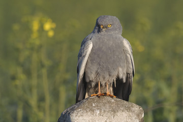 Montagu`s Harrier Circus pygargus - portrait of wild adult male in spring scenery