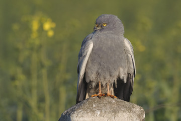 Montagu`s Harrier Circus pygargus - portrait of wild adult male in spring scenery