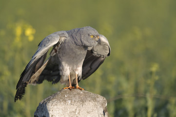 Montagu`s Harrier Circus pygargus - portrait of wild adult male in spring scenery