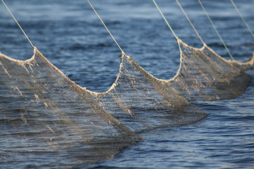Cormorant hunting around the fishing nets