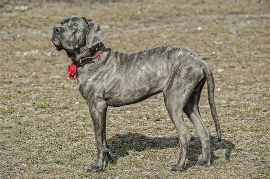 Gray brindle cane corso sales