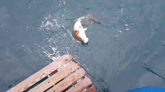 Just caught fish codfish and pollack. Two fish on the same fishing gear.