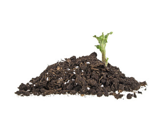 Young sprout of potato in soil humus on a white background