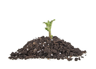 Young sprout of potato in soil humus on a white background