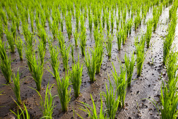The young shoots of rice in a field