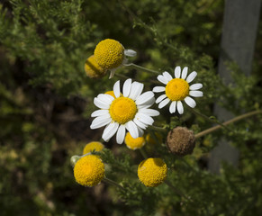 Chamomile (Matricaria chamomilla)_Botanical garden KIT Karlsruhe, Baden Wuerttemberg, Germany