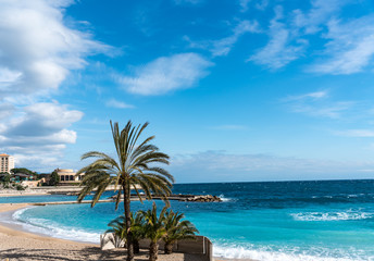 Palms at beautiful Monaco beach