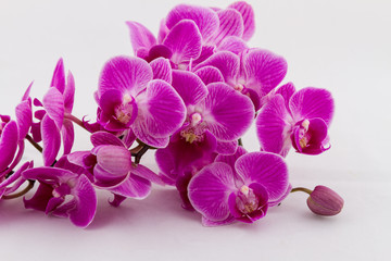 Fototapeta na wymiar Flowering branch of Orchid falenopsis on white background 