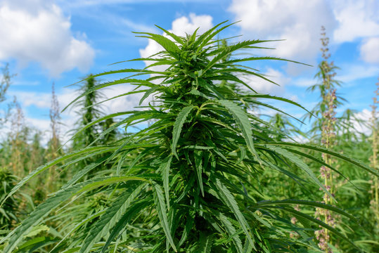 Green marijuana plant