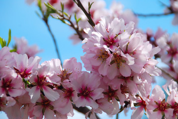 Obraz premium FLORACIÓN MELOCOTONERO