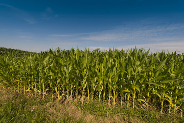Obraz premium Corn field before harvest, Baden-Wuerttemberg, Germany
