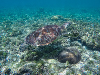 Naklejka na ściany i meble Sea turtle in coral reef and seaweeds. Green turtle in sea water.