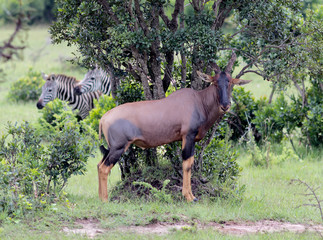 Antelope on the Masai Mara National Reserve - Kenya