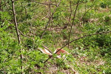 Fototapeta premium Trash meets nature