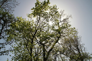 Wienerwald Spring Flora