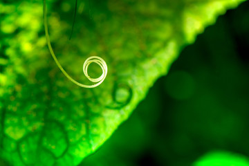 Macro shot of a spiral leaf of cucumber in a greenhouse on a green and vibrant background

