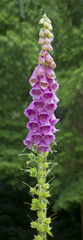 Common foxglove (Digitalis purpurea) in flower © karlo54