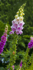 Common foxglove (Digitalis purpurea) in flower © karlo54