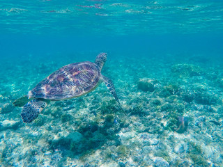 Sea turtle swimming in blue lagoon. Green turtle in sea water.