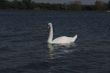 A white swan on the Rhine near Iffezheim_Baden Baden, Germany, Europe