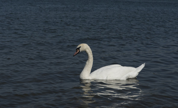 A white swan on the Rhine near Iffezheim_Baden Baden, Germany, Europe