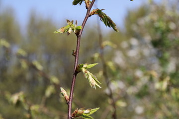 Wienerwald Spring Flora
