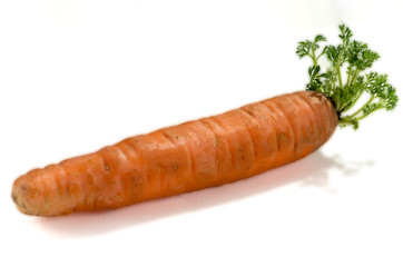 Carrot with the germ isolated on white background.