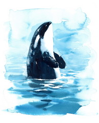 Obraz premium Watercolor Orca Hand Painted Killer Whale illustration