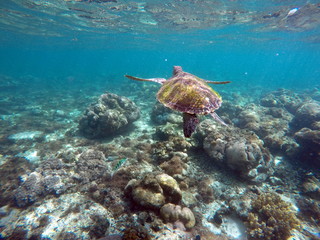 Naklejka na ściany i meble Green sea turtle above the coral reef and sea bottom