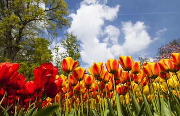 Garden, flower background, tulips