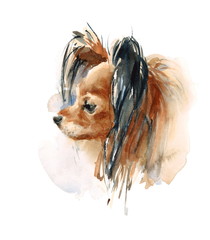 Watercolor Dog Long Haired Chihuahua Portrait - Hand Painted Animals Pets Illustration isolated on white background