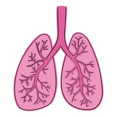 Vector illustration of lungs. Doodle drawing of human organ.