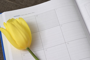 Żółty tulipan na tle kalendarza. 8 marca. Dzień kobiet