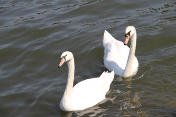 Obraz premium Swan