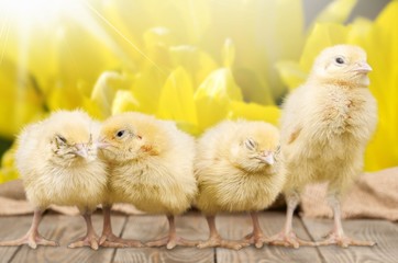 Chicken.