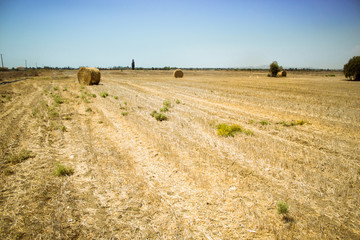 Hale bales field on Cyprus. Sunny summer day. Cyprus symbol. Agriculture and travel concept