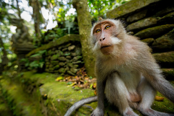 Monkey in Ubud Bali - 139149409